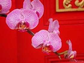 ornateorchids.jpg