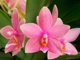 pinkorchids.jpg